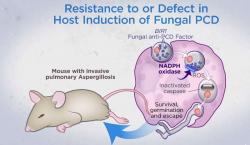 Aktivita genu AfBIR1 (v obrázku zkráceně BIR), rozhoduje o náchylnosti konidií na NADPH (redukovanou formu nikotinamidadenin dinukleotid fosfát) oxidázy a tím zprostředkovaně rozhodne o hostitelově náchylnosti k invazivní aspergilóze. Myší imunitní systém umí ve spórách spustit kaspázy a nastartovat houbě její programovanou buněčnou smrt. (Kredit: Shlezinger et al. 2017)