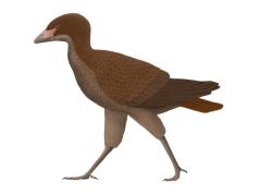 Asteriornis maastrichtensis žil několik stovek tisíciletí před osudným dopadem planetky a tedy i koncem druhohorní éry, existoval ještě v době posledního evolučního rozmachu neptačích dinosaurů. Jeho fosilie byly objeveny na území Belgie a odhadovaná hmotnost tohoto prastarého zástupce skupiny Neornithes činila asi 400 gramů. Kredit: BipedalSarcopterygian201.3; Wikipedia (CC BY-SA 4.0)