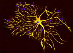 Buňky astrocyty jsou charakteristické hojností svých výběžků. Původně měly být jen lešením udržujícím tvar mozkových záhybů, ale plní v mozku celou řadu funkcí. S mírnou nadsázkou lze říci, že jsou to právě ony, které rozhodují o našich pocitech a že neurony jsou jen jakýmsi vedením poslušně vykonávajícím jejich pokyny. (Kredit: GerryShaw. Licence CC BY-SA 3.0).