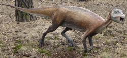 Model malého ornitopodního dinosaura z kladu Iguanodontia, formálně popsaného roku 1989, a pojmenovaného Atlascopcosaurus loadsi. Tento malý býložravec obýval území současné jihovýchodní Austrálie v době před 114 miliony let a jeho fosilie byly objeveny v sedimentech souvrství Eumeralla. Na snímku model z polského JuraParku ve městě Solec Kujawski. Kredit: Bardrock; Wikipedia (volné dílo).