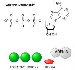Adenosintrifosfát  (ATP). Zásadní molekula pro funkci všech buněk. Při jejím rozkladu se uvolňuje značné množství energie. Slouží jako substrát pro  skupinu enzymů zvaných kinázy. Přenáší fosfátový zbytek na cílovou molekulu.