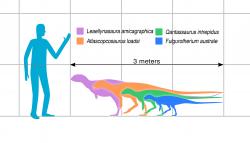 Velikostní porovnání dospělého člověka a několika raně až pozdně křídových ptakopánvých dinosaurů z území Austrálie. Atlascopcosaurus (oranžová silueta) patřil s hmotností statného berana k poměrně velkým zástupcům této skupiny dinosaurů. Kredit: Slate Weasel; Wikipedia (volné dílo)