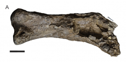 Masivní fosilie pravé stehenní kosti druhu Australotitan cooperensis dokládá obří velikost svého dávného původce. Tento kolosální obyvatel současného Queenslandu z období počínající pozdní křídy je se značným odstupem největším známým australským dinosaurem. Kredit: Hocknull et al. (2021); Wikipedia (CC BY-SA 4.0)
