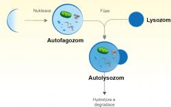 Schéma autofagie Upraveno podle WikiSkripta