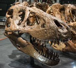 Lebka exempláře MOR 1125, známého také jako „B-rex“. Je stále zjevnější, že z tohoto 66 milionů let starého jedince tyranosaura se nám dodnes dochovalo více než jen v „mrtvý“ kámen proměněné kosti. Kredit: Tim Evanson; Wikipedia (CC BY-SA 2.0)
