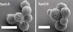 Vlevo Synthia 1.0 se svými 901 geny, vpravo její sestra Synthia 3.0 s pouhými 473 geny. Kredit: J. Craig Venter Institute