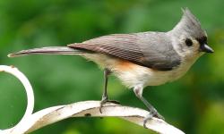 Sýkora rezavoboká (Baeolophus bicolor).  Kredit: https://kenthomas.us/, Wikipedia, public domain.