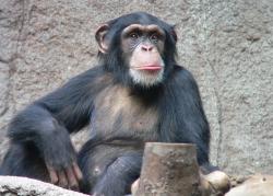 Šimpanzí pohled Kredit:  Thomas Lersch, via Wikimedia Commons, CC BY-SA 3.0,