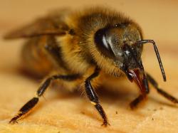 Klasika s hmotností desetiny gramu se přesouvá z místa na místo rychlostí 21 až 24 km/h. Denně včely jednoho úlu navštíví přes 225 000 květin. Jedna včela opyluje  až několik tisíc květů.