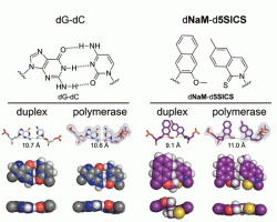 Vlevo: Klasická Watson-Crick struktura DNA s vazbou bází guanin - cytosin. Vpravo: Působením enzymu polymeráza nepřirozené báze rovněž vytvoří Watson-Crick DNA strukturu. (Kredit: Romesberg lab.)  http://www.scripps.edu/romesberg/Research/BaseDesign.html
