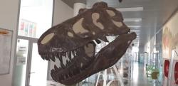 Replika lebky exempláře AMNH 5027, dospělého jedince druhu Tyrannosaurus rex, objeveného Barnumem Brownem ve východní Montaně roku 1908. Právě tento exemplář byl zvolen jako referenční v rámci studie o kraniocervikálním způsobu pojídání potravy u velkých teropodů. Tato replika je umístěna v prostorách Katedry Geologie PřF UPOL. Kredit: Vlastní snímek autora (2019).