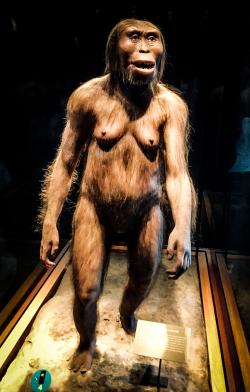Rekonstrukce Lucy  (Australopithecus. afarensis) v Národním muzeu antropologie v Mexiku. Kredit: ErnestoLazaros  CC BY-SA 4.0