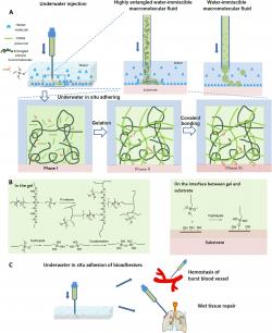 Schéma mechanismu adheze. (A) K adhezi dochází i pod vodou, (B) chemické reakce na rozhraní mezi lepidlem a substrátem (C) biomedicínská aplikace. 
Gelovatění závisí na délce molekulárního řetězce silikonových tekutin. Vybrány byly tři typy silikonů s různými viskozitami (molekulárními hmotnostmi), a to silikon 500 000 cs (silikon 500 k), silikon 10 000 cs (silikon 10 k) a silikon 200 cs (silikon 200). Silikon 500k má hmotnostně průměrnou molekulovou hmotnost ~260 kDa, mnohem vyšší než je jeho kritická molekulová hmotnost pro „zapletení“ a zgelovatění (29 kDa; Mc ,silikon), jinak je tomu u molekulových hmotností silikonu 200 a 10k (~9,5 a ~60 kDa). Kredit: Science Advances (2022). DOI: 10.1126/sciadv.abm9744
