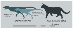 Porovnání rozměrů nejmenšího známého exempláře druhu Tyrannosaurus rex a jeho předpokládáná velikost v době vylíhnutí z vajíčka (světlejší silueta). Tito gigantičtí teropodi přicházeli na svět s rozměry krkavce velkého, hmotností zhruba 1,6 kg a délkou kolem 70 cm. Byli tedy menší než kočka domácí. Kredit: Longrich, N. R.; et al. (2026).