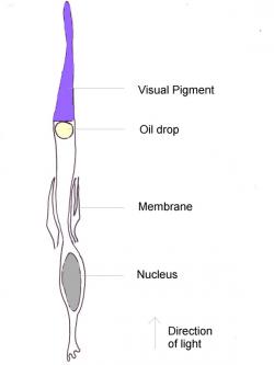 Ptačí světločivné buňky zvané čípky, na rozdíl od savců, obsahují tukovou kapénku (oil drop), která světlo filtruje a dovoluje oku lepší rozlišení vlnových délek (podle barviva, které osahuje). (Kredit: Jimfbleak, Wikipedia, volné dílo)