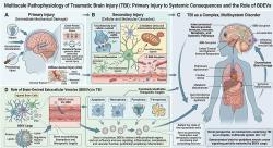 Traumatické poranění mozku (TBI) jako komplexní multisystémové onemocnění a role difúzních axonálních poranění (BDEV). Zdroj: Ye Xiong, et al.: Mesenchymal stromal/stem cell-derived extracellular vesicles as a cell-free therapeutic strategy for traumatic brain injury. Genomic Press, 2026. https://doi.org/10.61373/bm026i.0048 Traumatické poranění mozku (TBI) jako komplexní multisystémové onemocnění a role difúzních axonálních poranění (BDEV). Zdroj: Ye Xiong, et al.: Mesenchymal stromal/stem cell-derived extracellular vesicles as a cell-free therapeutic strategy for traumatic brain injury. Genomic Press, 2026. https://doi.org/10.61373/bm026i.0048