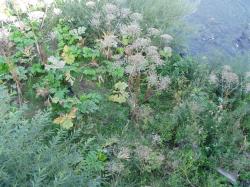 Boľševník obrovský (Heracleum mantegazzianum) na brehu rieky Uh v Užhorode. 25.8.2006. Kredit: M. Smatana