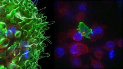 Cytotoxická T buňka morduje svou zvrhlou kolegyni. Kredit: Gillian Griffiths / Jonny Settle