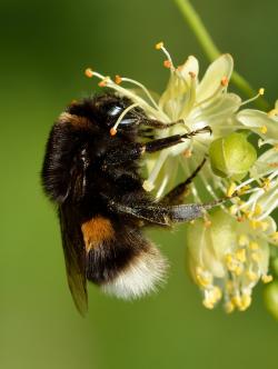 Čmelák zemní (Bombus terrestris L.) je v Evropě nejhojnějším a největším druhem rodu čmelák. Patří mezi první jarní opylovače ovocných stromů a v České republice je chráněným druhem.  Foto: Ivar Leidus, Wikipedia, CC BY-SA 4.0