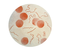 Borrelia recurrentis. Kredit: CDC, Wikimedia Commons.