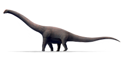 Přibližná podoba obřího indického sauropoda druhu Bruhathkayosaurus matleyi, potenciálně největšího suchozemského tvora, kterého známe. Mohl ale skutečně dosahovat délky až 45 metrů a hmotnosti kolem 130 tun? Zatím to s jistotou nevíme. Kredit: Ansh Saxena 7163; Wikipedia (CC BY-SA 4.0)