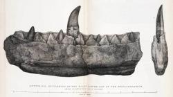 Čelist megalosaura, která posloužila k jeho vědeckému popisu před 193 lety. Nyní byla podrobena výzkumu za pomoci vyspělých zobrazovacích technologií – a úspěch se dostavil. O čelistech megalosaura toho ještě po dvou stoletích výzkumů víme víc. Kredit: Mary Morland, Wikipedie (volné dílo)