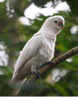 Kakadu goffinův (Cacatua goffiniana) je doma v souostroví Tanimbar v blízkosti Nové Guineje. Ze všech papoušků žije asi nejdéle, údajně až okolo 110 let. Možná proto, že umí ekonomicky myslet).  (Kredit: Lip Kee Yap, CC BY-SA 2.0, Wikipedia)