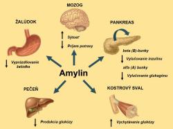 Fyziologické účinky amylínu. (Zdroj: Dra. Anna Novials,  Diabetes No 91,2025)