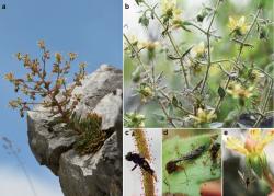 Lomikámen se speciálními chutěmi. Kredit: Zhang et al. (2026), Nature Communications. Lomikámen se speciálními chutěmi. Kredit: Zhang et al. (2026), Nature Communications.