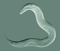 Háďátko obecné (Caenorhabditis elegans), červ z kmene hlístic (Nematoda). Kredit: Bob Goldstein, UNC Chapel Hill, CC BY-SA 3.0