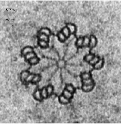 Centrioly jsou válcovité struktury (0,15 µm v průměru a 0,3 - 0,5 µm dlouhé) složené převážně z vysoce organizovaných mikrotubulů. Mutace v proteinech, které je tvoří, mohou způsobit širokou škálu onemocnění -  od vývojových poruch, vad dýchacích cest, samčí sterility až po rakovinu. Centrioly do oplodněného vajíčka přicházejí pouze od otce. Jejich chování na samotném počátku života vede vědce k domněnce, že jejich úloha je tam více než žádoucí. Snímek byl pořízen elektronovým mikroskopem. (Kredit: Pierre Gönczy / EPFL)