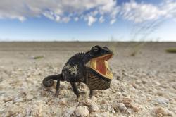 Chameleon v poušti Namib. Kredit: Yathin S Krishnappa / Wikimedia Commons. CC BY-SA 3.0