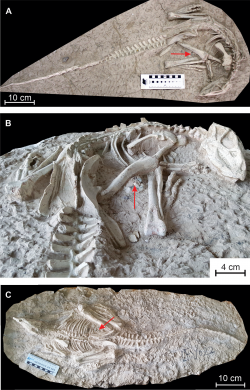 Fosilní kostry obou objevených jedinců druhu Changmiania liaoningensis. Tento malý ornitopodní dinosaurus pravděpodobně hledal útočiště v podzemních norách, které si sám vyhrabával. V břišní dutině obou kosterních exemplářů byly objeveny trávicí kameny (gastrolity), kterými si tito býložravci pomáhali při mechanickém zpracování rostlinné potravy. Kredit: Yuqing Yang, Wenhao Wu, Paul-Emile Dieudonné, Pascal Godefroit; Wikipedie (CC BY 4.0)