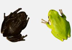 Vlevo temná černobylská rosnička, vpravo běžná zelená Hyla orientalis. Kredit: Germán Orizaola/Pablo Burraco.