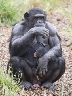 Asi za měsíc by měla Zombi porodit vlastního potomka.  (Kredit: Monarto ZOO)