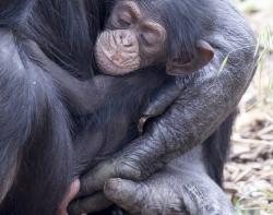 V australské ZOO nedaleko Adelaide se narodil 9. října šimanzí mládě. Protože osiřelo, ujala se ho „kolegyně“.