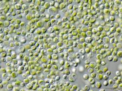 Chlorella vulgaris. Kredit: NEON_ja / Wikimedia Commons.