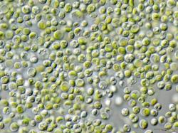 Chlorella vulgaris. Kredit: NEON_ja / Wikimedia Commons.