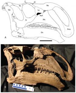 Lebka nově popsaného ornitopodního dinosaura druhu Choyrodon kurzanovi z Mongolska. Jde o v pořadí již 88. druh dinosaura, vědecky popsaného z pouště Gobi. Kredit: Terry A. Gates et al., Wikipedie (CC BY-SA 4.0)