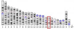 Adresa genu pro MPO: Chromozom č. 17.