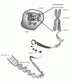 Spiralizace chromozomu.Před dělením buňky se vlákno začne smotávat do spirály a ta se skládá do struktur vyšších řádů, vzniká chromozom.