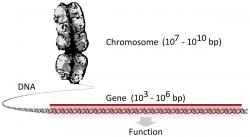 Chromozomy jsou dlouhé řetězce DNA, které obsahují mnoho genů. Lidský chromozom může mít až 500 milionů párů bází DNA s tisíci genů. (Kredit: Thomas Shafee. CCA 4.0).