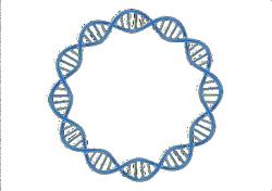 Schéma kruhové RNA (circRNA). Kredit: Geneethic.