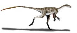 Rekonstrukce možné podoby menšího štíhlého teropoda druhu Coelurus fragilis. Tento malý predátor z ekosystémů morrisonského souvrství byl formálně popsán již roku 1879, v době tzv. Válek o kosti mezi znesvářenými profesory Copem a Marshem. Myšlenka, že by se mohlo jednat o vývojově primitivního tyranosauroida, byla poprvé publikována až roku 2007. Kredit: Nobu Tamura, Wikipedie (CC BY 3.0)