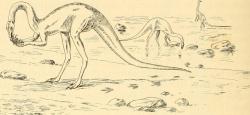 Zástupci skupiny Ornithomimidae byli jedněmi z prvních neptačích dinosaurů, u nichž paleontologové již na počátku 20. století začali předpokládat štíhlé a poněkud „elegantnější“ tělesné proporce. Přesto je stále většinou považovali za neobvykle adaptované studenokrevné plazy.  Zde ilustrace Samuela F. Hildebranda z roku 1930. Kredit: Charles W. Gilmore; Wikimedia Commons (volné dílo)