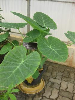 Kolokázie jedlá (Colocasia gigantea) alias Thajské sloní ucho, nebo také taro. Jednoděložná rostlina z čeledi árónovité. Také ona podle vědců bezproblémově snáší  aplikaci nanočástic do listového pletiva. Její velké listy mají být předzvěstí prakticky využitelného osvětlení. Kredit: Gardenology.org, CC-BY-SA 3.0. 