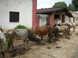 Za nejúčinnější způsob boje proti komárům přenášejícím malárii jsou považovány moskytiéry. Jenže i ty mají své mouchy a nesplňují očekávání.  Velkým problémem šíření nemoci v Indii je ustájení skotu v těsném sousedství lidských příbytků. (Kredit M.Thomas a J. Waite, Penstate)