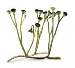 Cooksonia se zdá být nejjednodušší cévnatou rostlinou. Má větvené stonky s kulovitými výtrusnicemi. Rekonstrukce je z dílny Matteo De Stefano/MUSE  Science Museum of Trento. Wikimedia Italia.