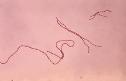 Coprococcus eutactus – jeden  z „ochranářů před ionizujícícm zářením“, jmenovaný v publikaci, náleží k anaerobním bakteriím střevního traktu. Náleží do čeleďi Lachnospiraceae a řadí se ke klostridiím. (Zdroj: http://eol.org/data_objects/3602616, Wikipedia).