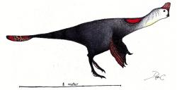 Přibližná představa podoby korytoraptora s prominentními „křídly“, ocasním „vějířem“ a nápadným lebečním hřebínkem. Podobně zřejmě vypadali i mnozí další oviraptoridi. Do značné míry by nám tak připomínali současné velké nelétavé ptáky. Kredit: Danny Cicchetti, Wikipedie (CC BY-SA 4.0)
